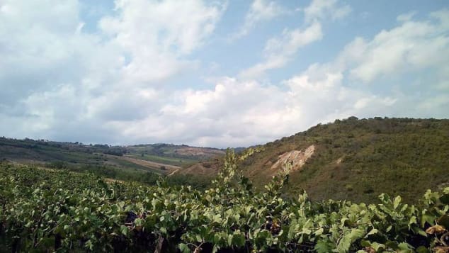Cantina Cerretano vineyard - Abruzzo
