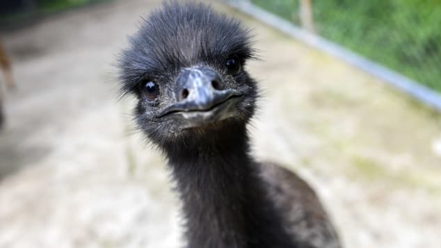 The emu: A delicacy in Australia. 