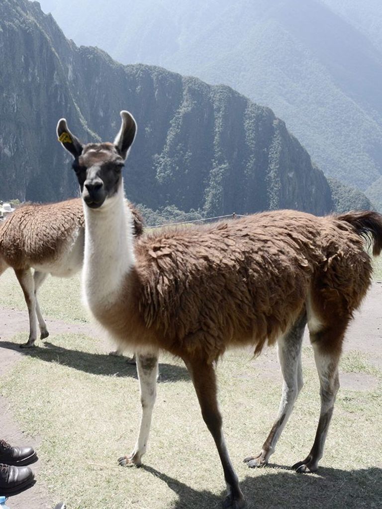 Why do llamas spit?