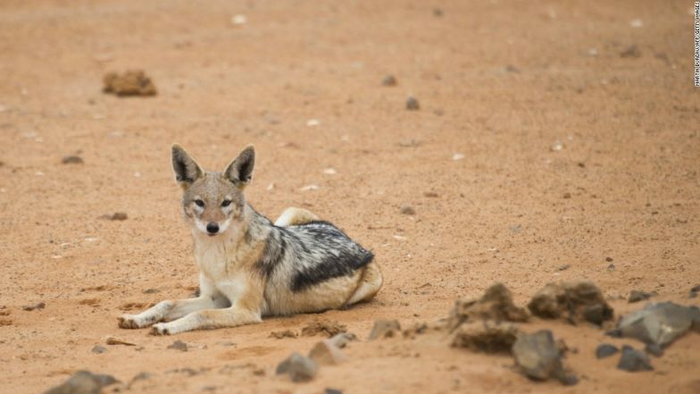 Where even the jackals are taking it easy.