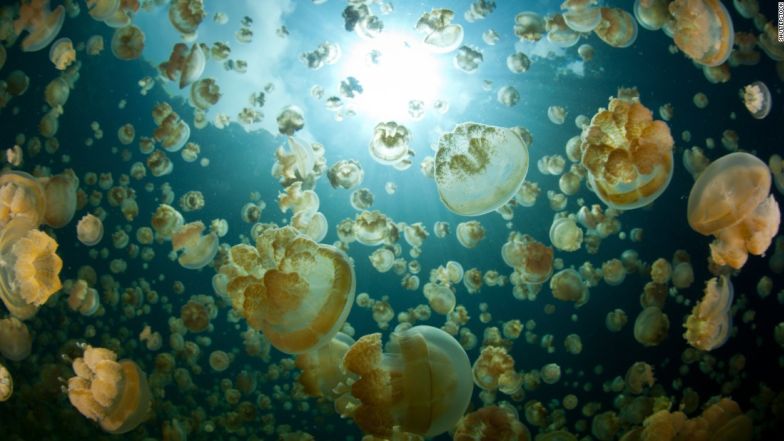 Millions of benign jellyfish fill a marine lake in the Republic of Palau.  